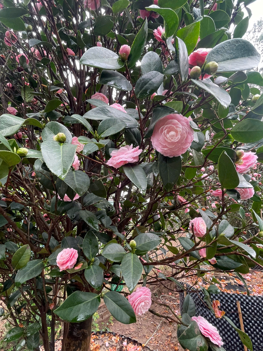 Hoa Trà Cung Đình