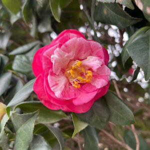 Hoa Trà đỏ Nhật Bản