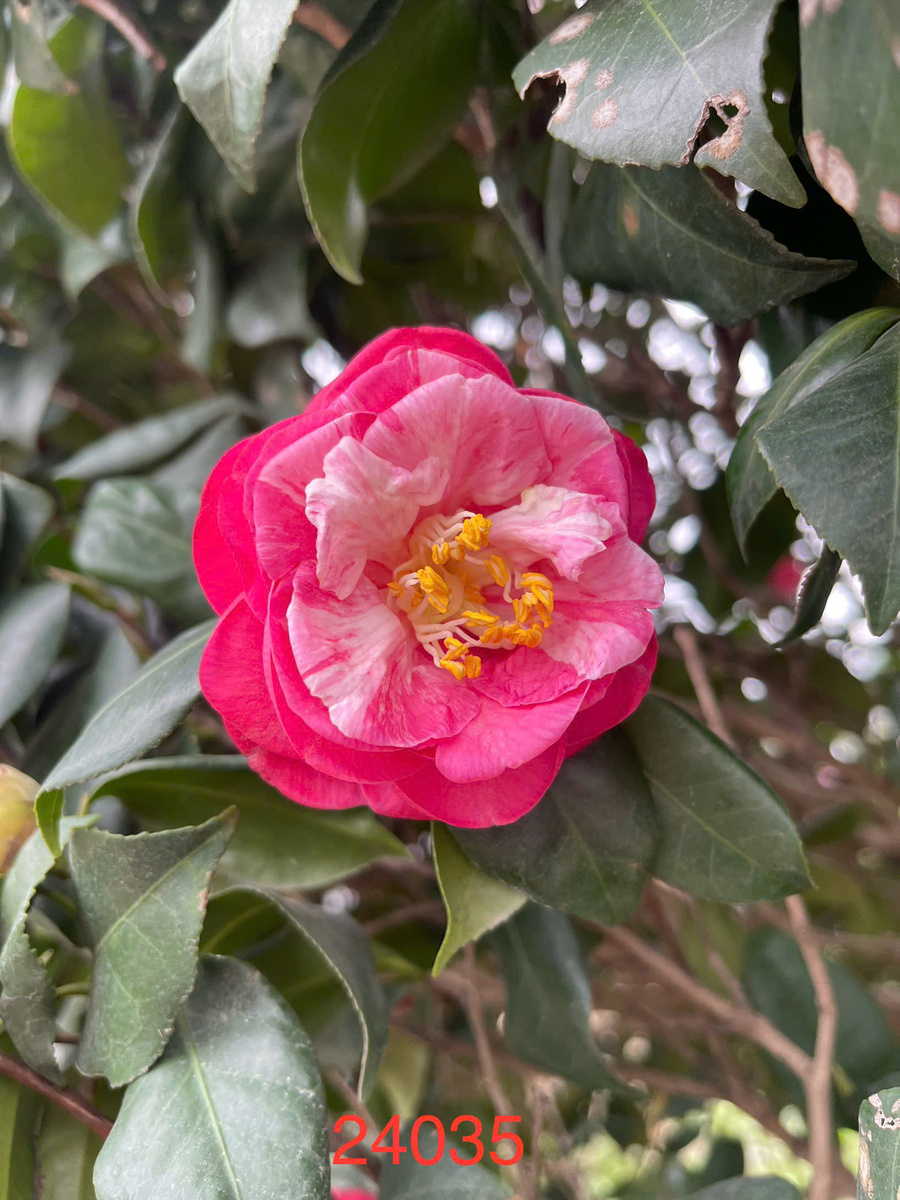 Hoa Trà đỏ Nhật Bản