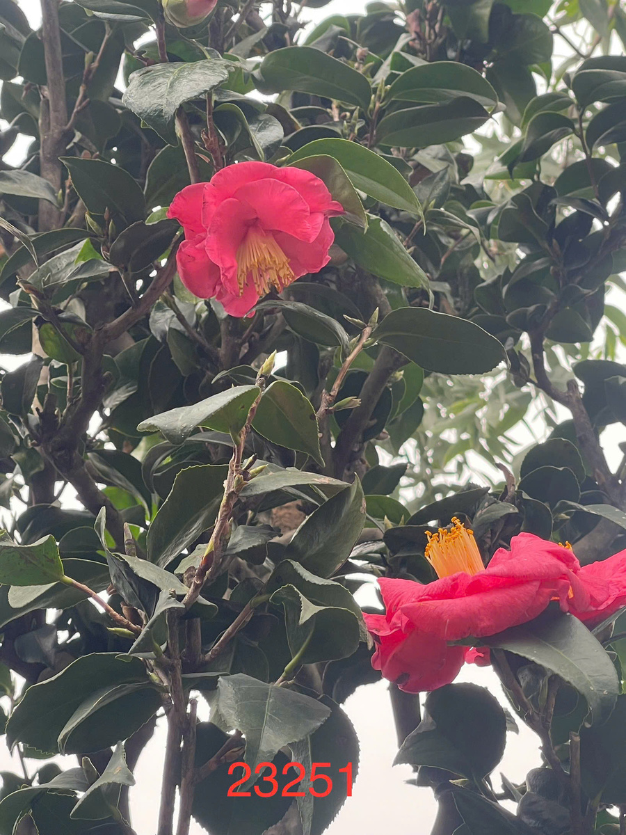 Cách trồng hoa Trà Nhật nhanh lớn