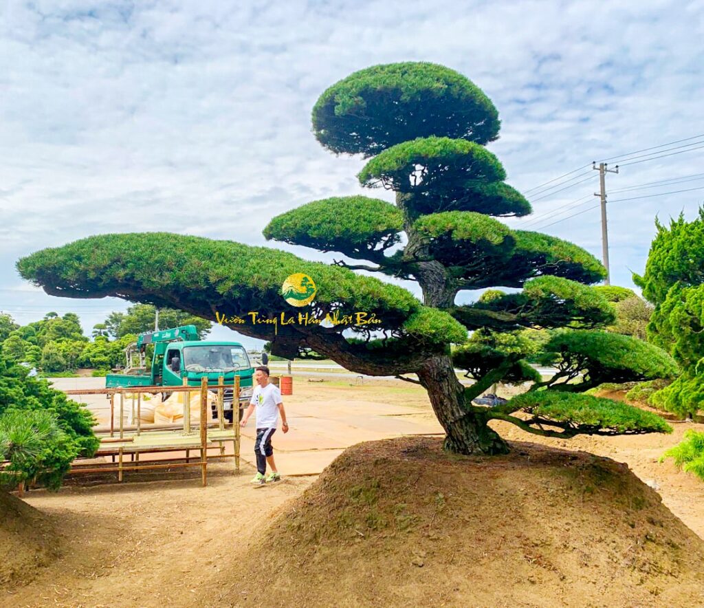 Phương pháp trồng cây Tùng La Hán Nhật Bản