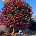 Đôi nét về cây Hoa Trà Nhật Bản