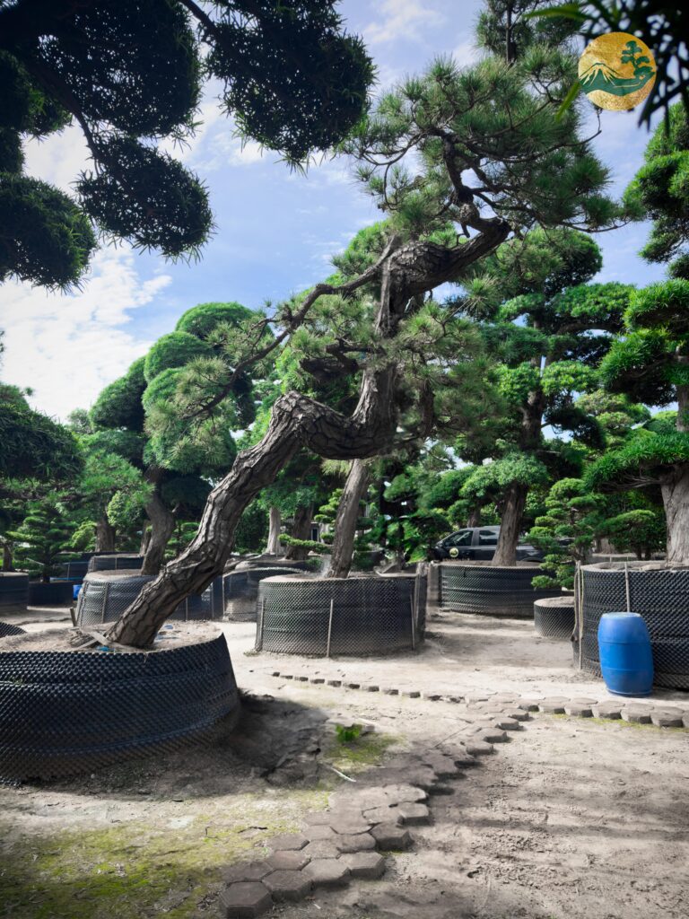 Cách chọn cây Tùng La Hán cho người mệnh Mộc