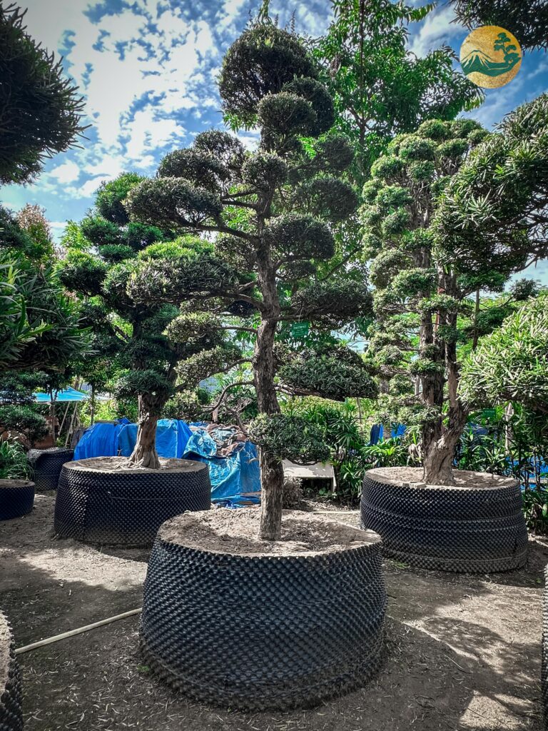 Ý nghĩa của cây Tùng La Hán Nhật Bản