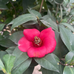 Cây hoa trà đỏ là lựa chọn lý tưởng cho những ai yêu thích cây cảnh