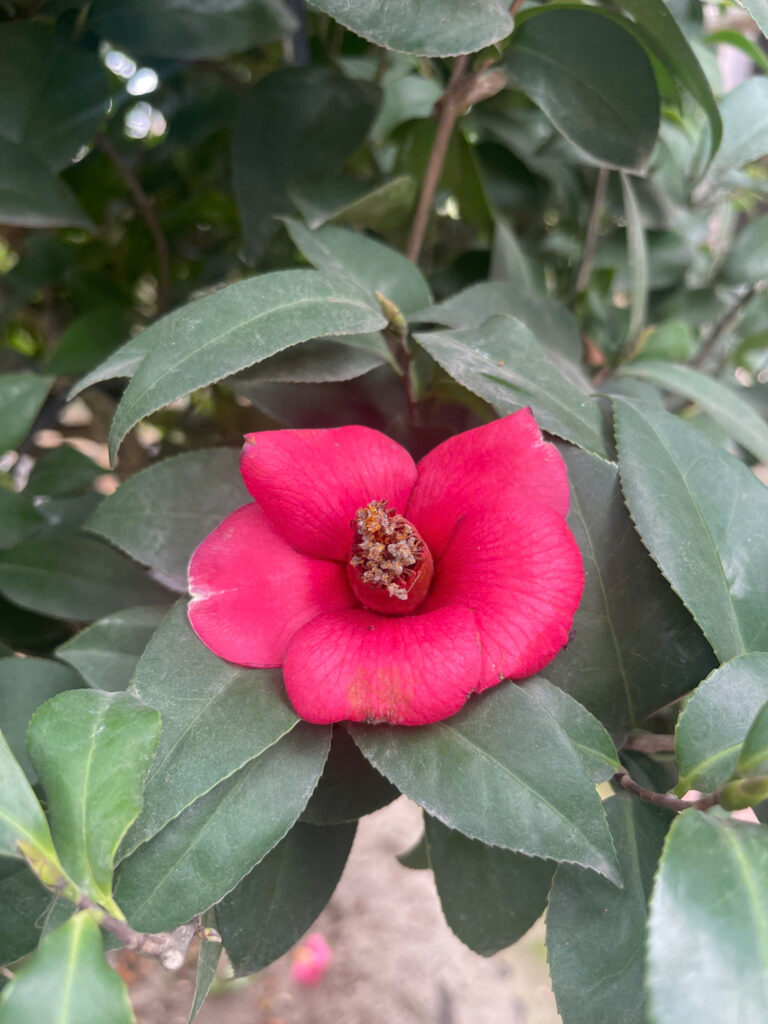 Cây hoa trà đỏ là lựa chọn lý tưởng cho những ai yêu thích cây cảnh