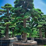 Cây Tùng La Hán có hợp mệnh mộc không?