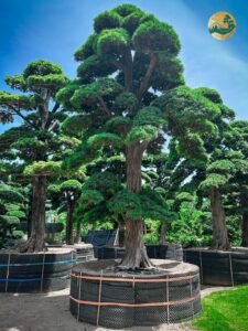 Cây Tùng La Hán có hợp mệnh mộc không?