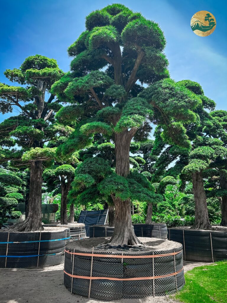 Cây Tùng La Hán có hợp mệnh mộc không?