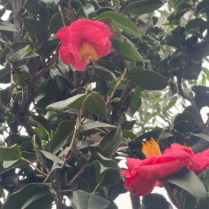 Mẫu cây cây hoa trà đỏ đẹp nhất