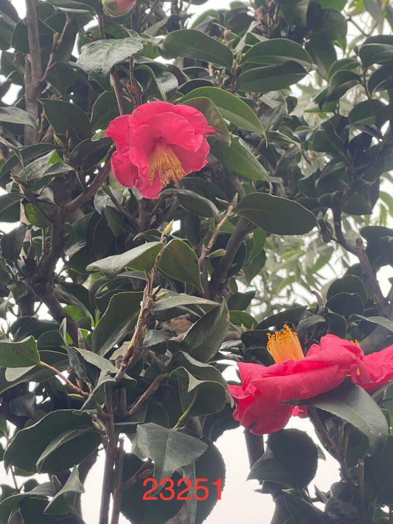 Mẫu cây cây hoa trà đỏ đẹp nhất