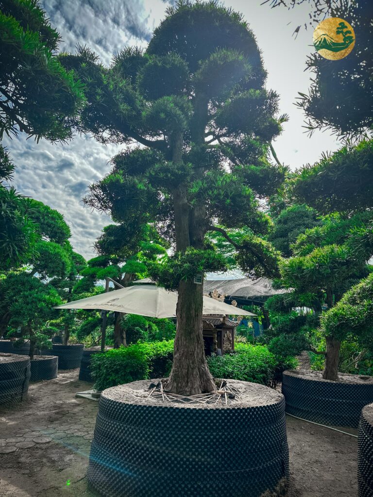 Cây Tùng La Hán dáng trực mang vẻ đẹp kiên cường, thanh cao