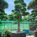 Mẫu cây Tùng La Hán dáng trực đẹp