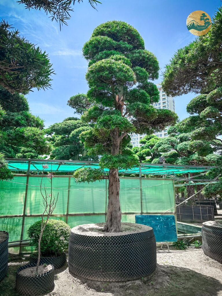 Mẫu cây Tùng La Hán dáng trực đẹp