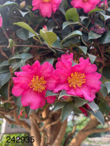 Cách chăm sóc cây hoa trà