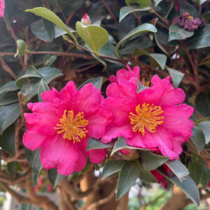 Cách chăm sóc cây hoa trà