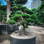 Cây Tùng La Hán hợp tuổi sẽ giúp gia chủ kích hoạt tài lộc