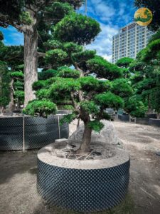 Cây Tùng La Hán hợp tuổi sẽ giúp gia chủ kích hoạt tài lộc