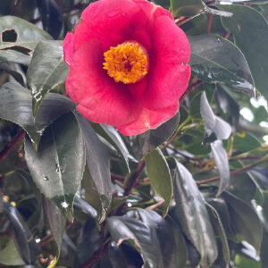 Hoa Trà Đỏ 24816