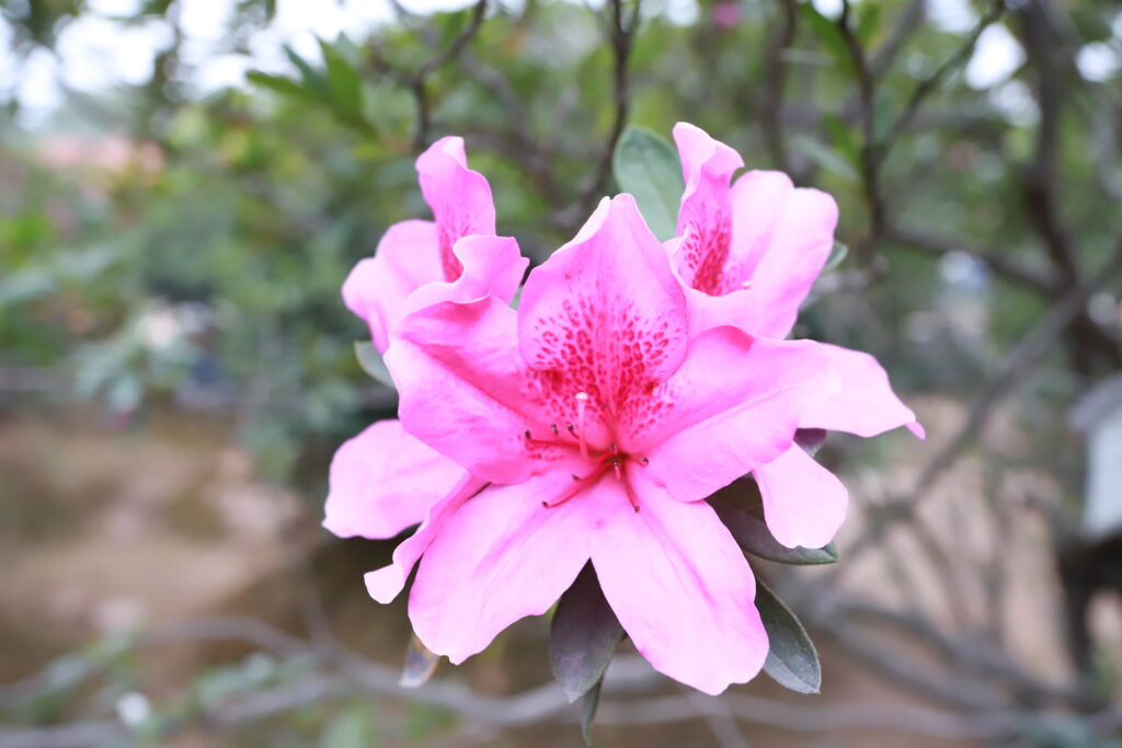 Bí quyết chăm sóc cây hoa Đỗ Quyên luôn tươi tốt