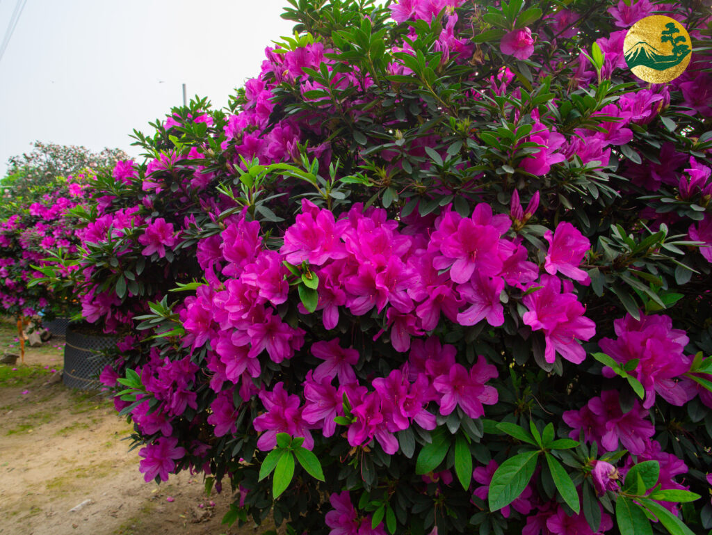 Hoa đỗ quyên có thể trồng theo 3 phương pháp 