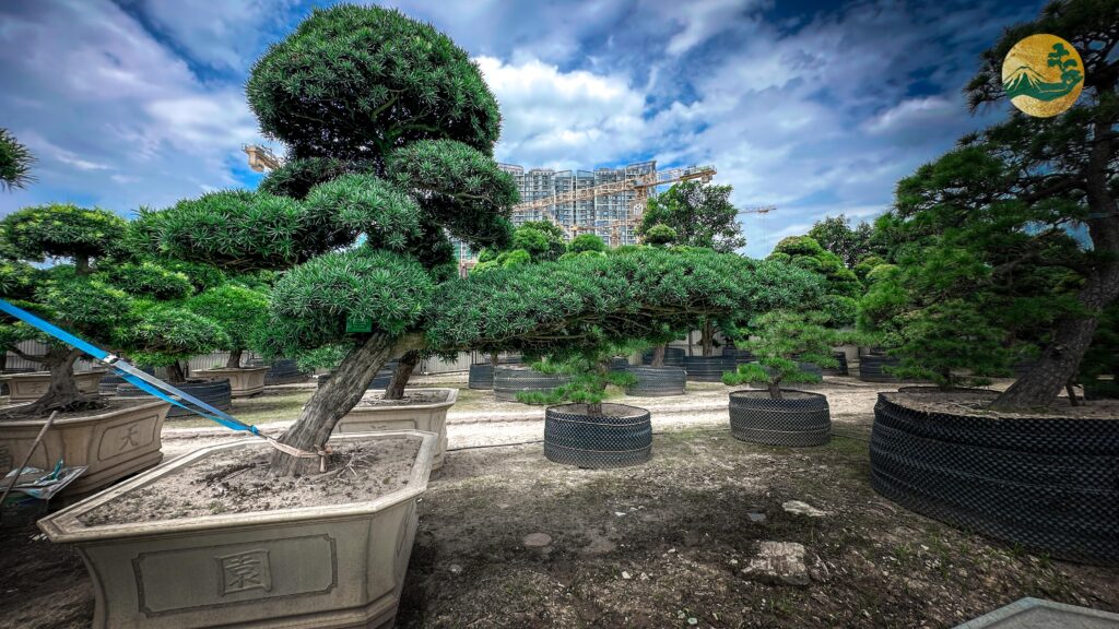  Tùng La Hán dáng huyền