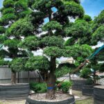 Tùng La Hán dáng trực