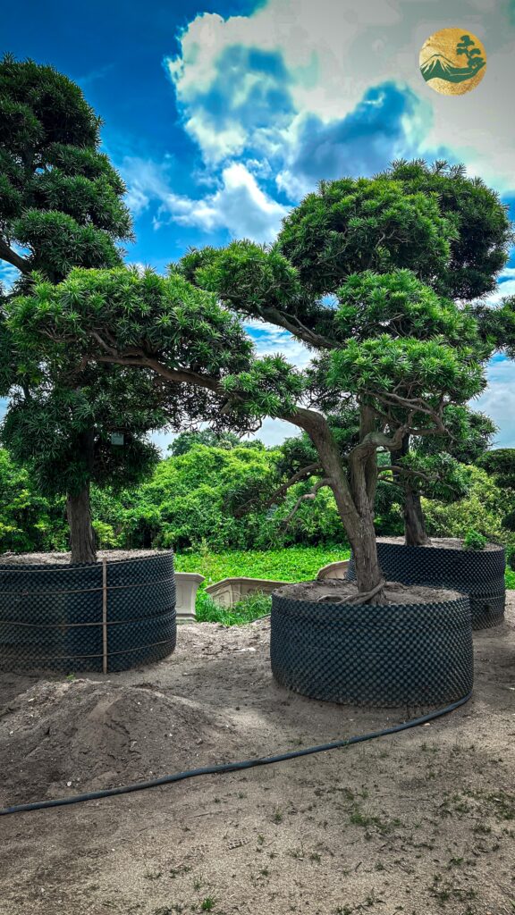 Tùng La Hán dáng xiêu