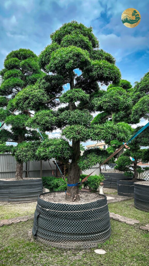 Tùng La Hán dáng trực