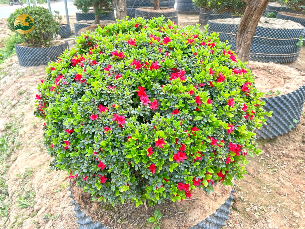 Hoa đỗ quyên nở trong khoảng 2 tháng thì mới bắt đầu tàn 