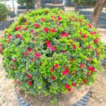 Hoa đỗ quyên nở trong khoảng 2 tháng thì mới bắt đầu tàn 