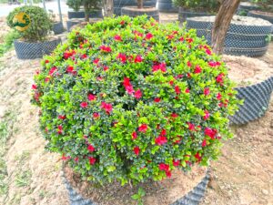 Hoa đỗ quyên nở trong khoảng 2 tháng thì mới bắt đầu tàn 