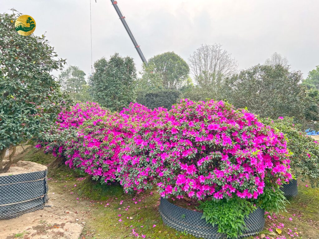 Hoa đỗ quyên thường nở vào tháng 2 đến tháng 4 hàng năm