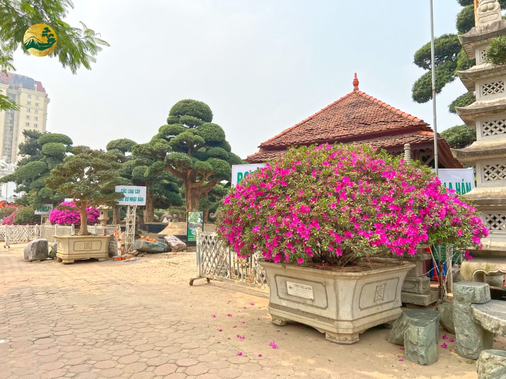 Hướng dẫn cách trồng cây hoa Đỗ Quyên cụ thể