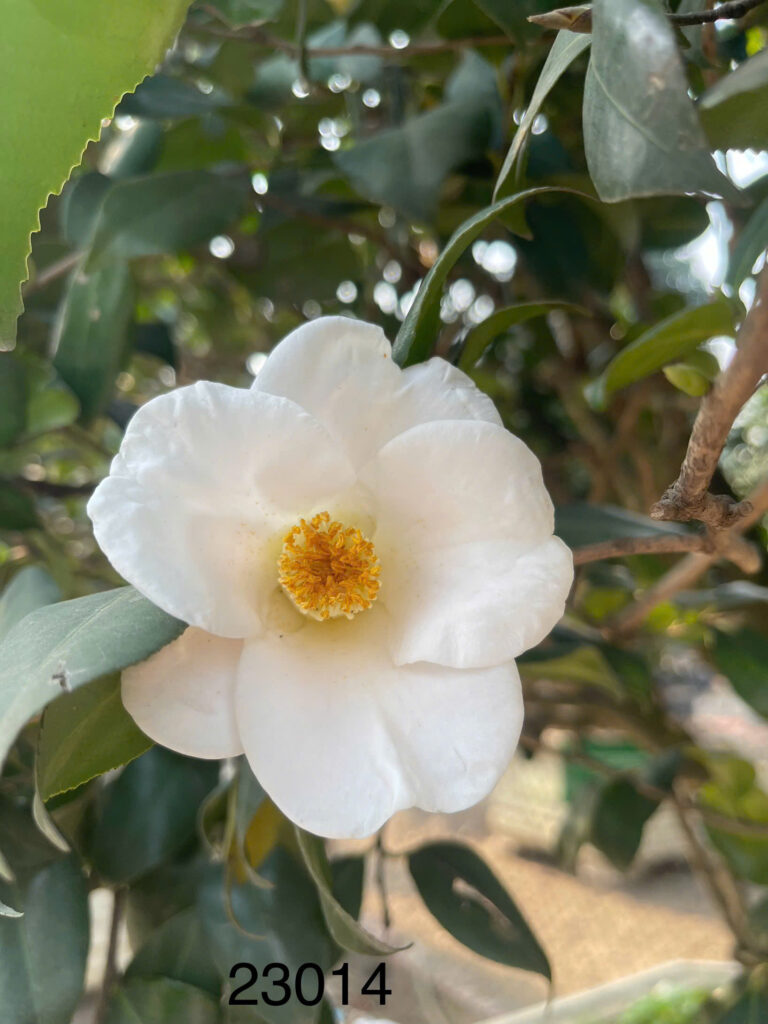 Ý nghĩa cây hoa trà trắng