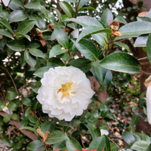 Cách chăm sóc cây hoa trà trắng