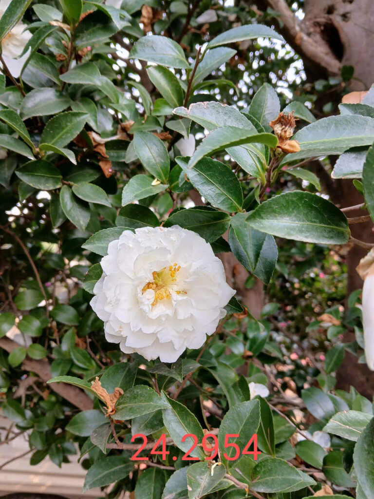 Cách chăm sóc cây hoa trà trắng