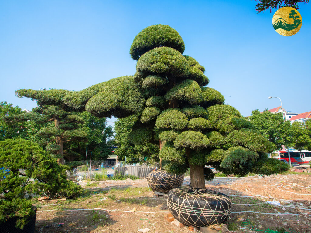 Đôi nét về cây Tùng La Hán Nhật Bản
