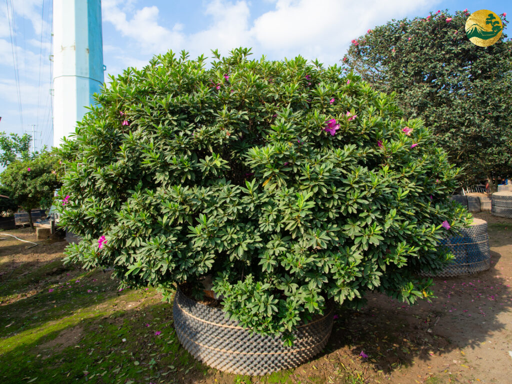 Hoa đỗ quyên có tuổi thọ rất dài nếu chăm sóc đúng cách