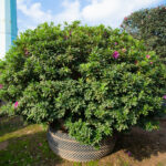 Hoa đỗ quyên có tuổi thọ rất dài nếu chăm sóc đúng cách