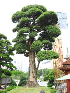 Cây Tùng La Hán dáng trực
