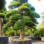 Cách chăm sóc Tùng La Hán trong chậu