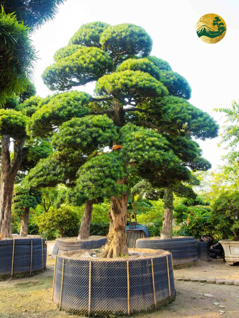 Cách chăm sóc Tùng La Hán trong chậu