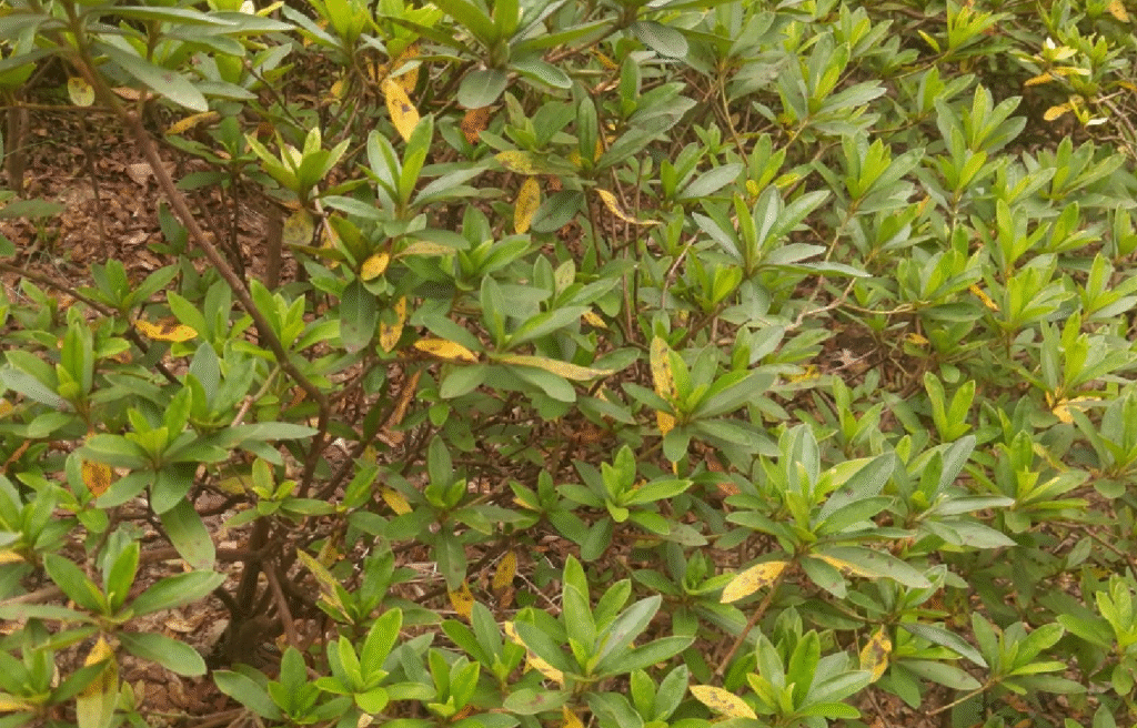 Nhận biết tình trạng hoa Đỗ Quyên bị rụng lá