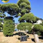 Mẫu cây Tùng La Hán dáng thác đổ đẹp