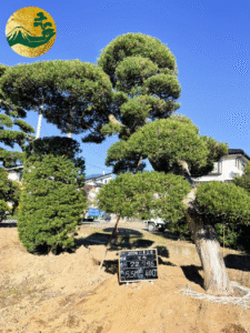 Mẫu cây Tùng La Hán dáng thác đổ đẹp