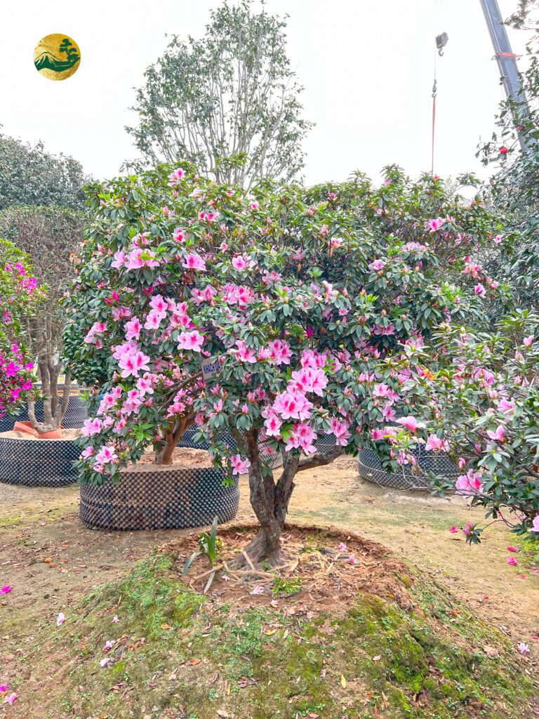 Tuổi thọ của hoa đỗ quyên ảnh hưởng bởi nhiều yếu tố