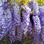 Hoa tử đằng nở tháng mấy?