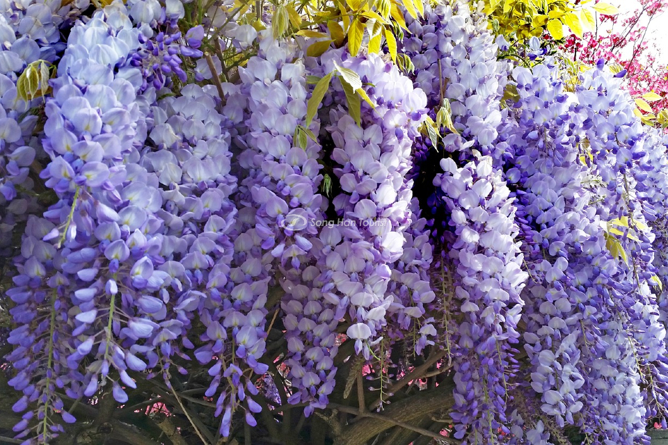 Hoa tử đằng nở tháng mấy?