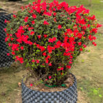 Ý nghĩa của cây Hoa đỗ quyên theo từng vị trí 